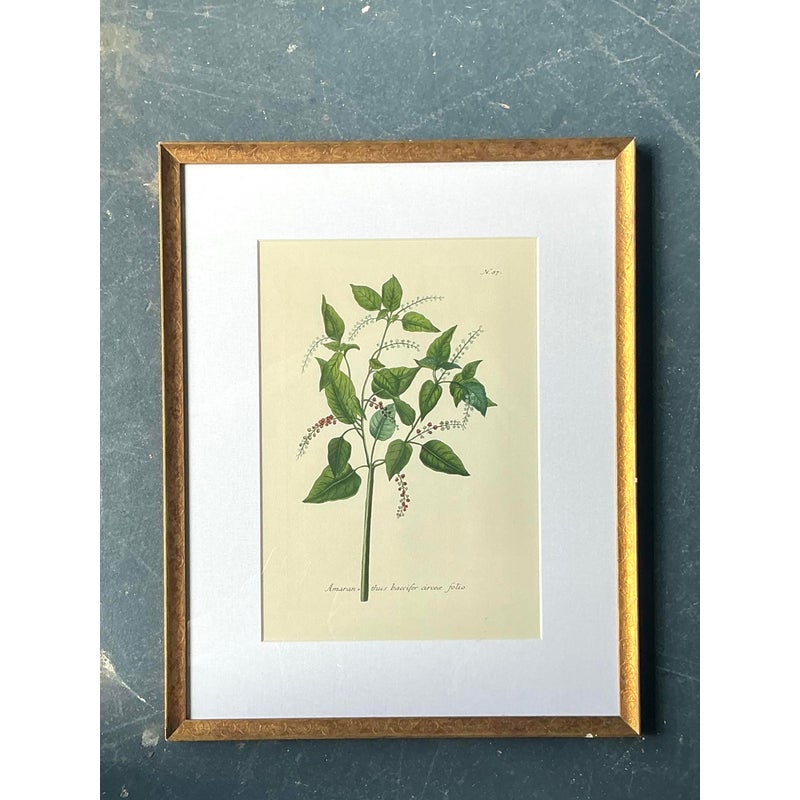 Vintage Regency Flower Specimen Prints - Detail view