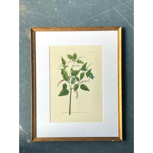 Vintage Regency Flower Specimen Prints - Side view