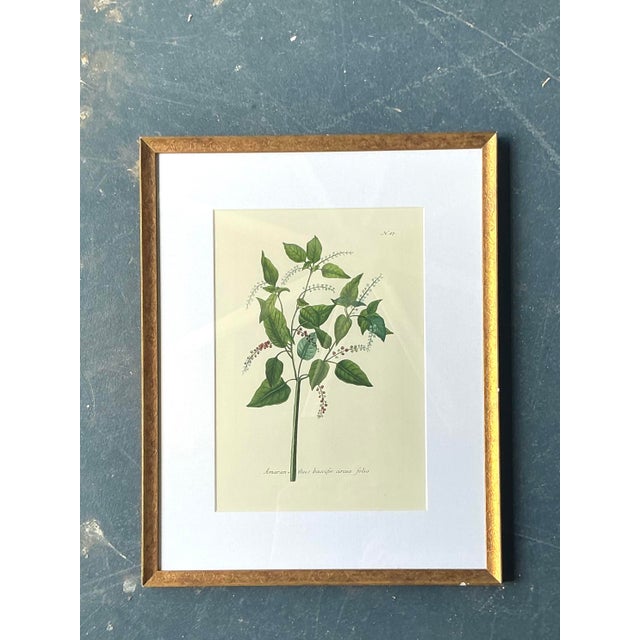 Vintage Regency Flower Specimen Prints - Back view