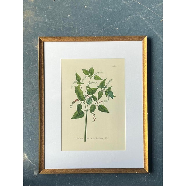 Vintage Regency Flower Specimen Prints - Top view