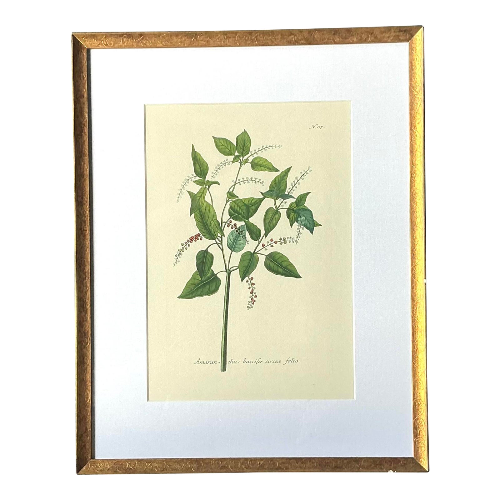 Vintage Regency Flower Specimen Prints