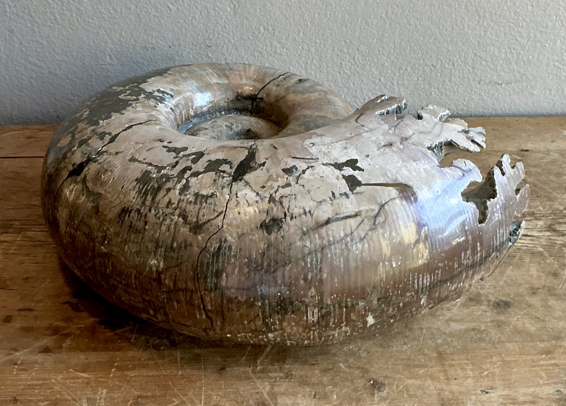 Vintage Boho Extra Large Ammonite Specimen - Top view
