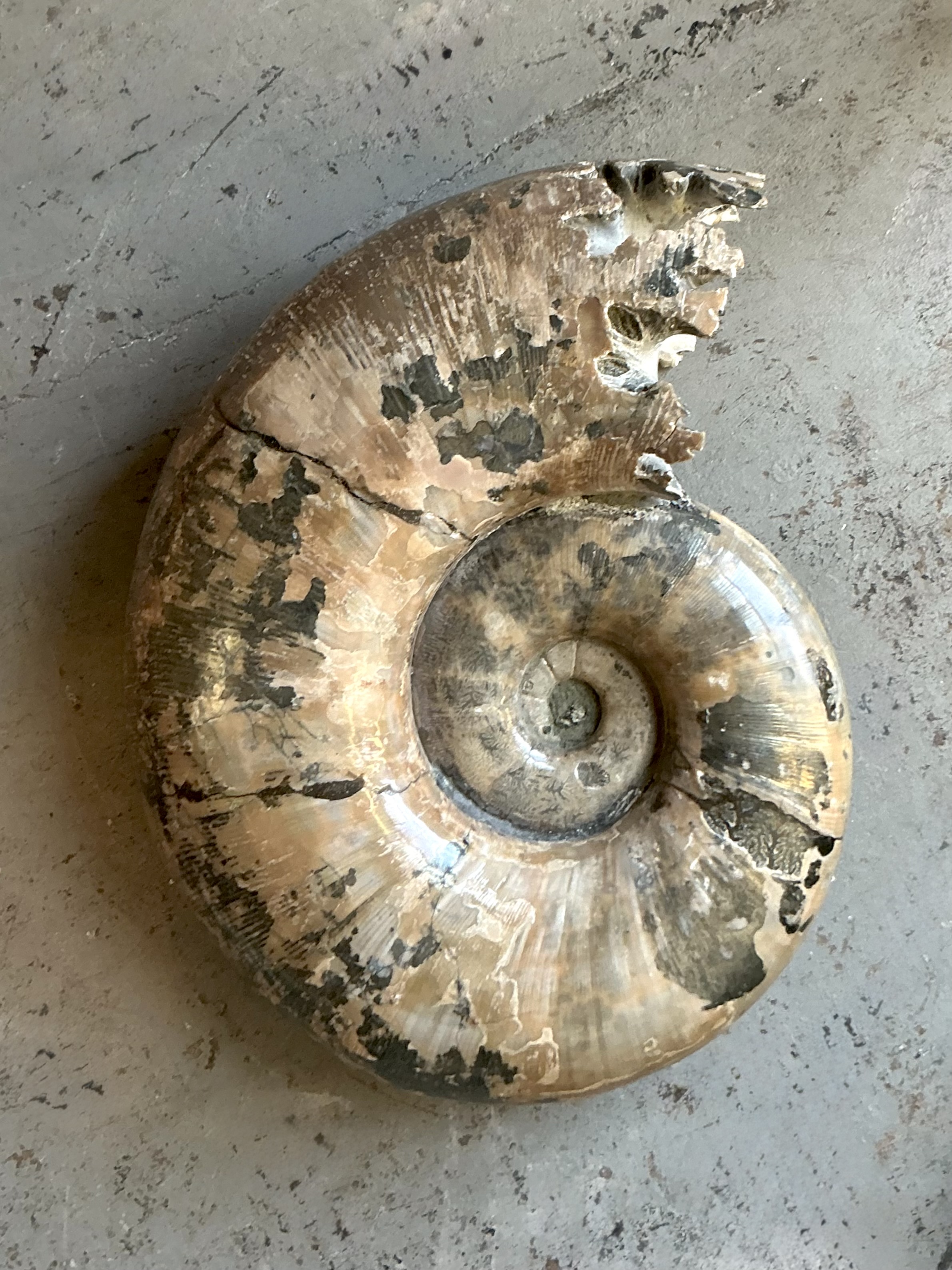 Vintage Boho Extra Large Ammonite Specimen - Side view