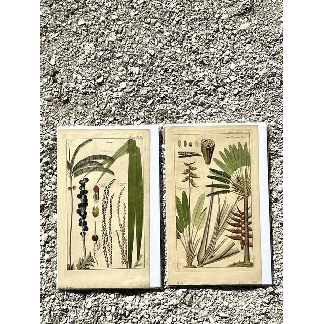 Vintage Boho Botanical Engravings - Set of 2 - Side view