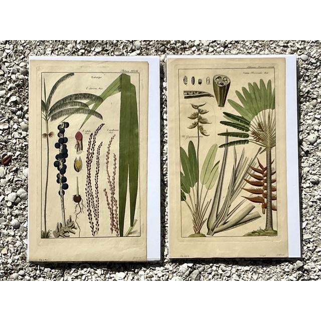 Vintage Boho Botanical Engravings - Set of 2 - Detail view