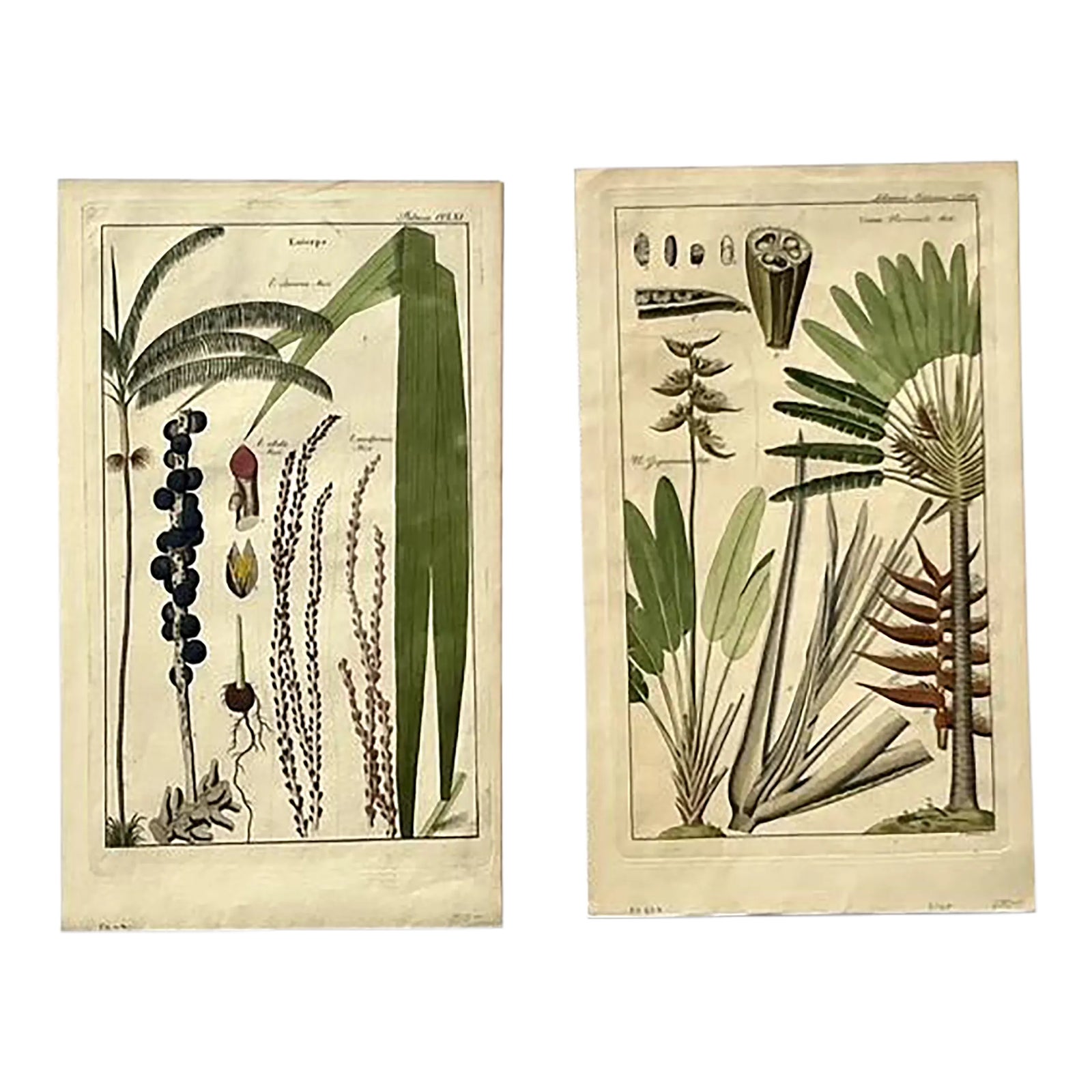 Vintage Boho Botanical Engravings - Set of 2