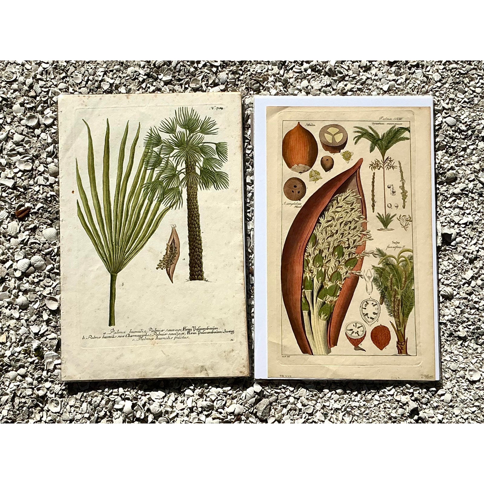 Vintage Boho Botanical Engravings - Set of 2 - Side view