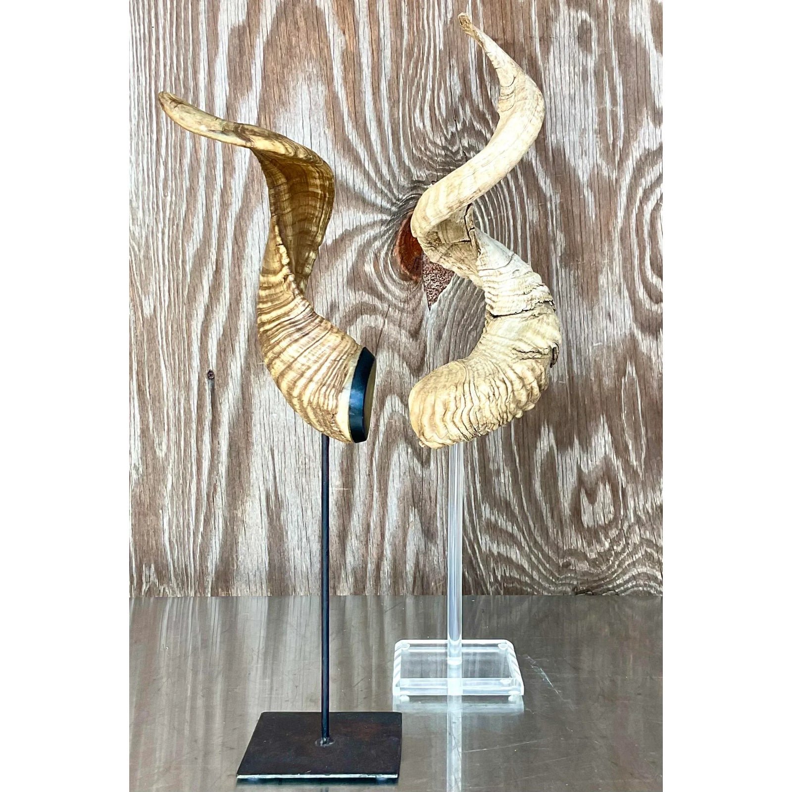 Vintage Boho Set of Single Antlers - Detail view