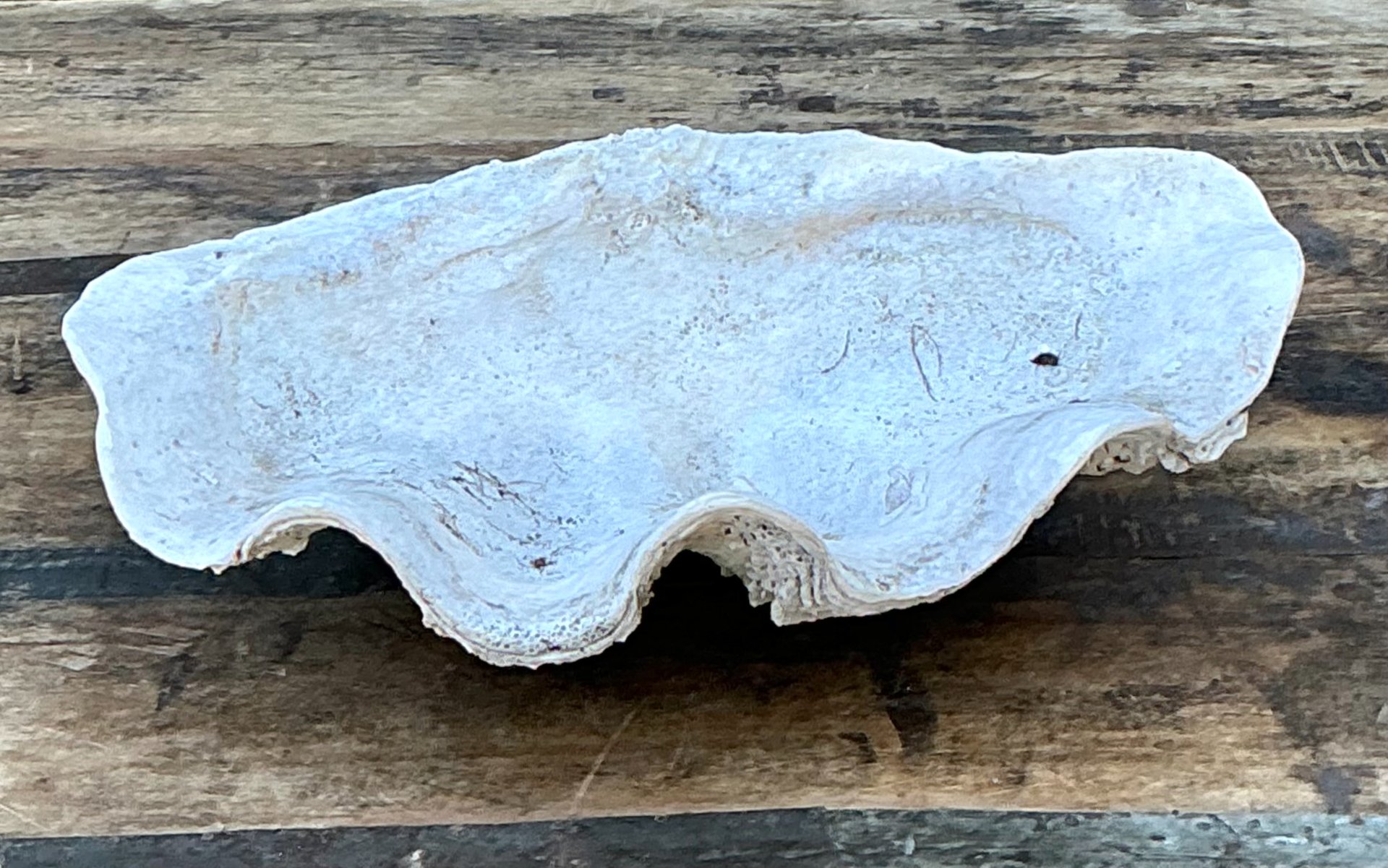 Vintage Gigas Giant Clamshell #1 - Side view