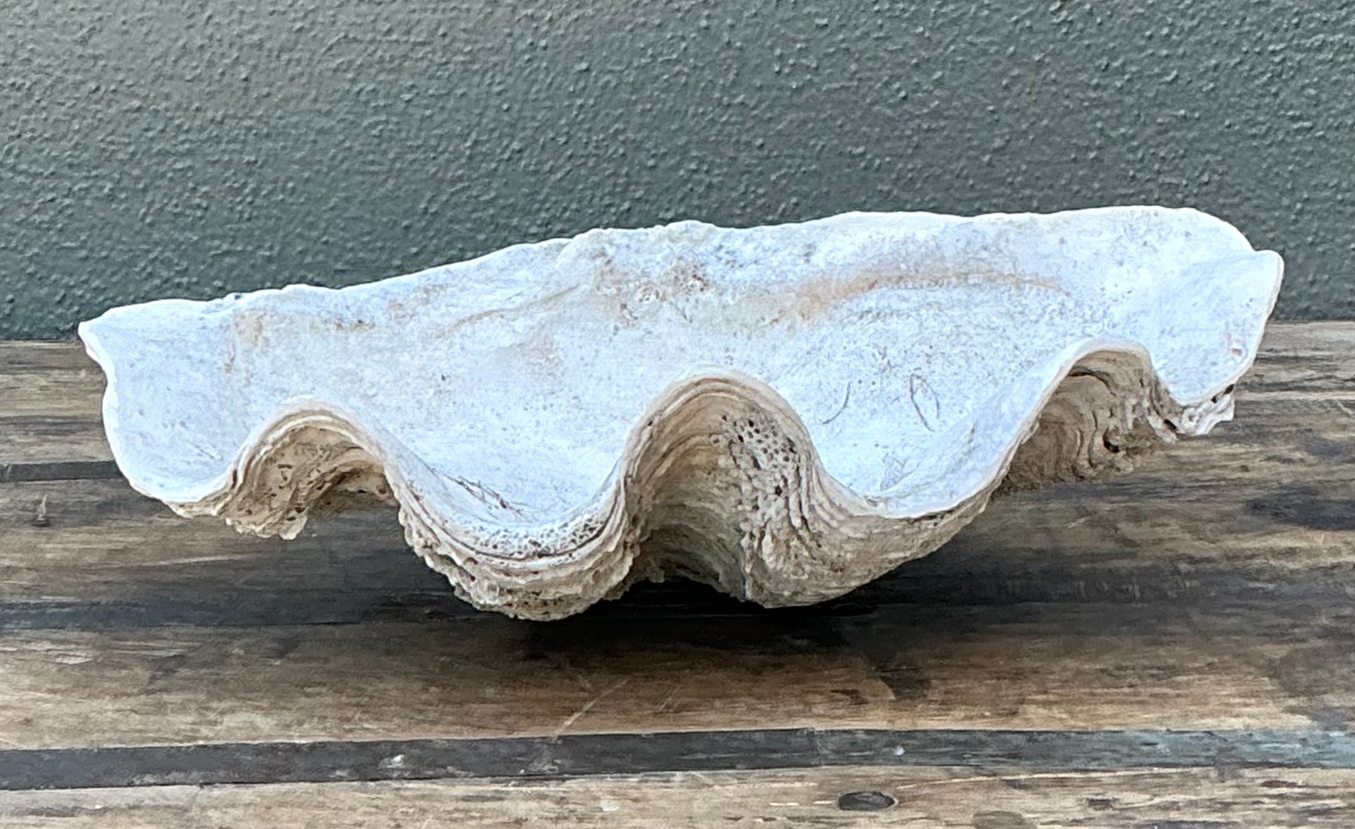 Vintage Gigas Giant Clamshell #1 - Back view