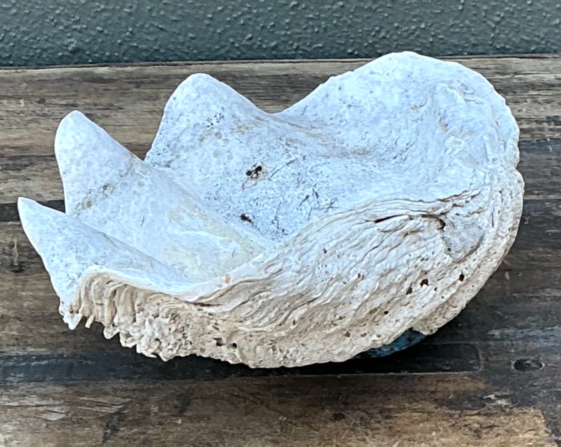 Vintage Gigas Giant Clamshell #1 - Top view