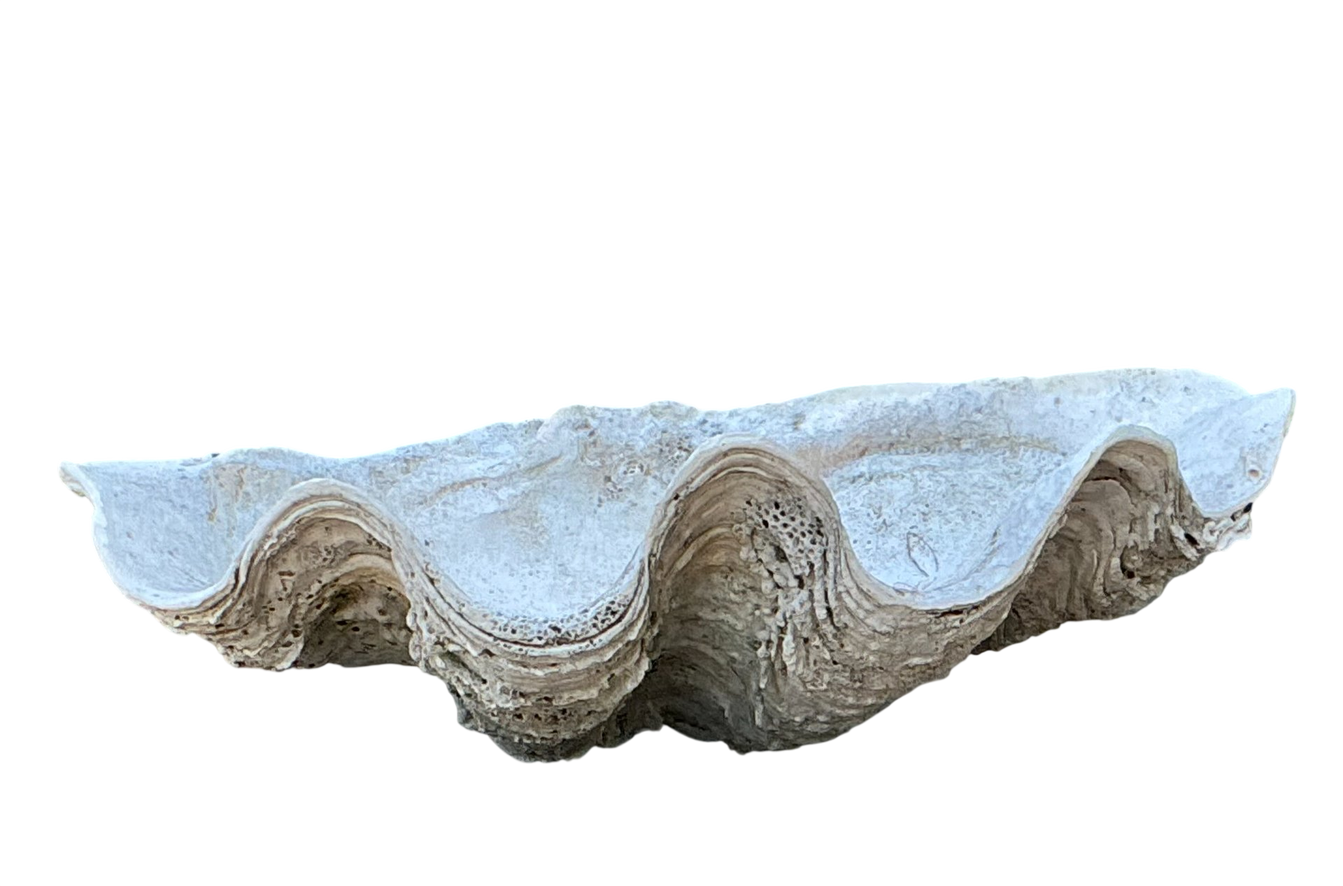 Vintage Gigas Giant Clamshell #1
