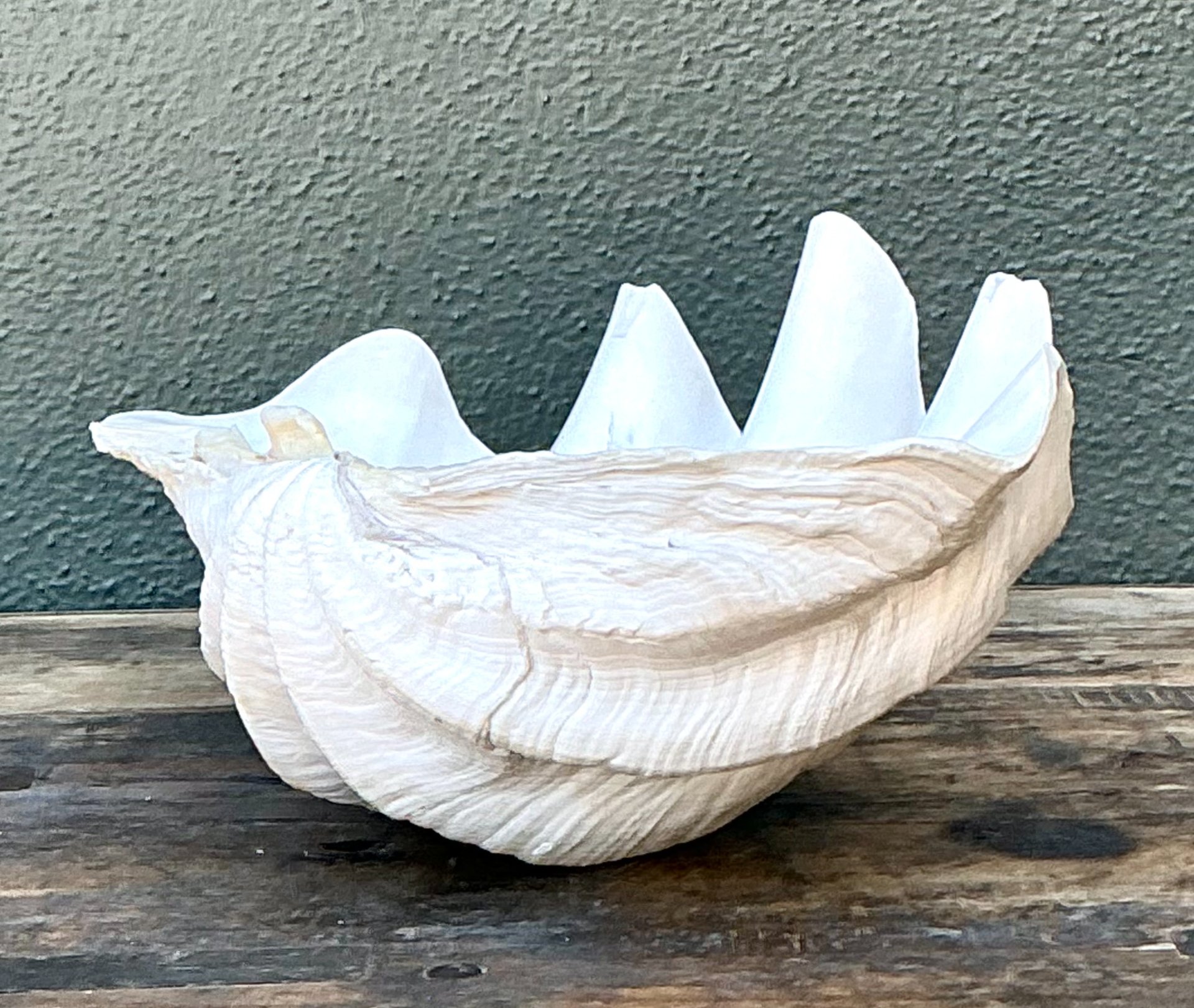 Vintage Gigas Giant Clamshell #2 - Top view