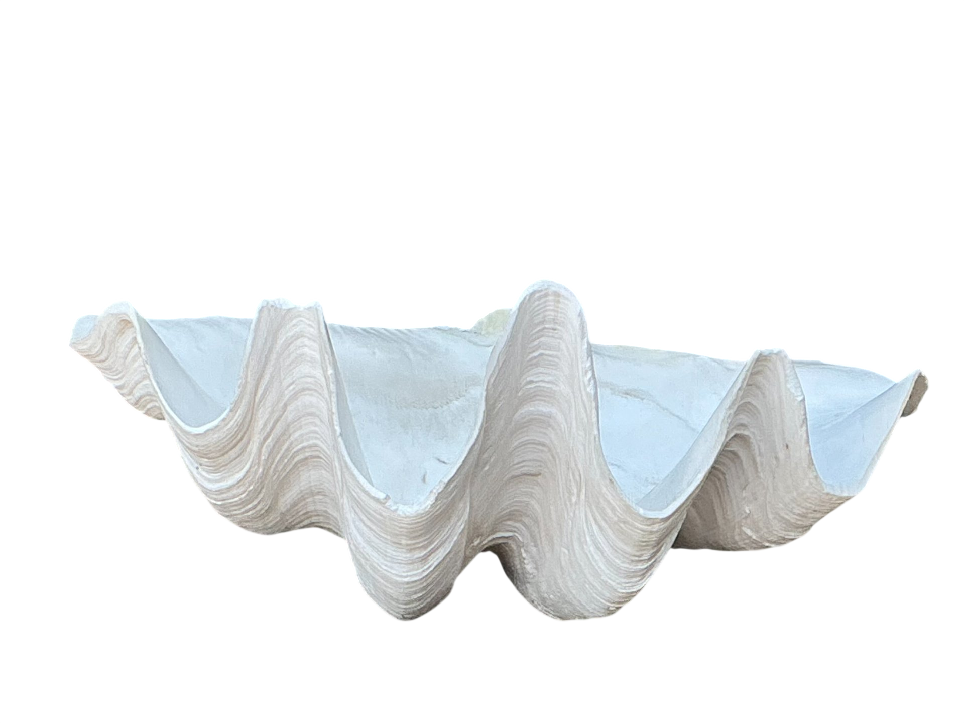 Vintage Gigas Giant Clamshell #2