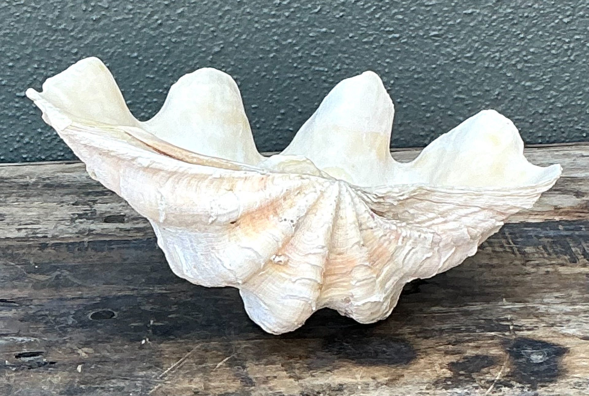 Vintage Gigas Giant Clamshell #5 - Side view