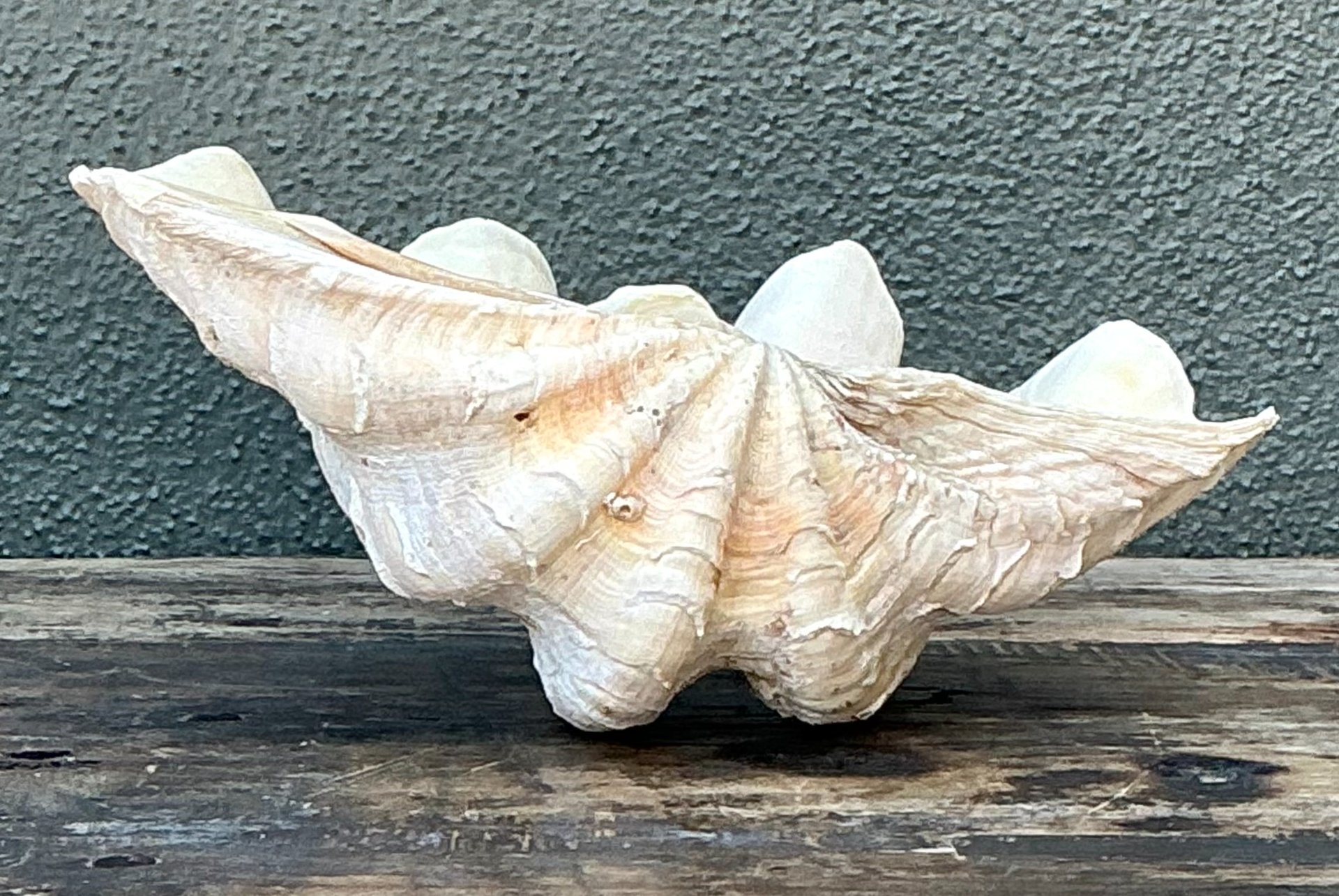 Vintage Gigas Giant Clamshell #5 - Back view