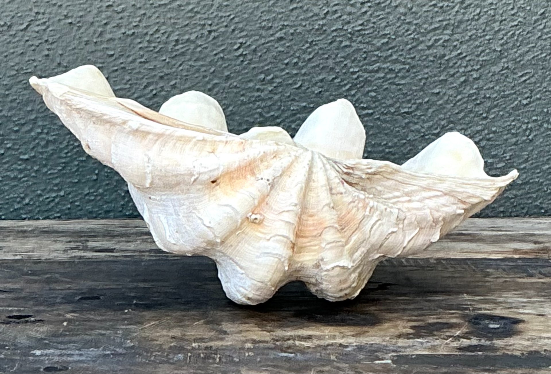 Vintage Gigas Giant Clamshell #5 - Top view