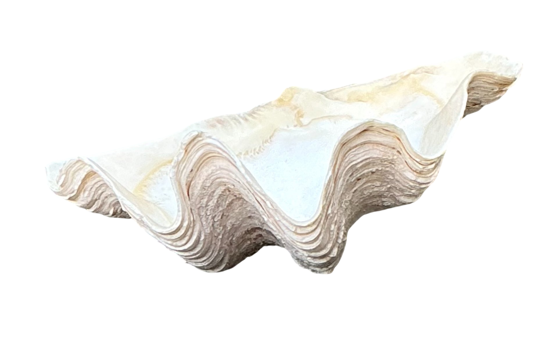 Vintage Gigas Giant Clamshell #5
