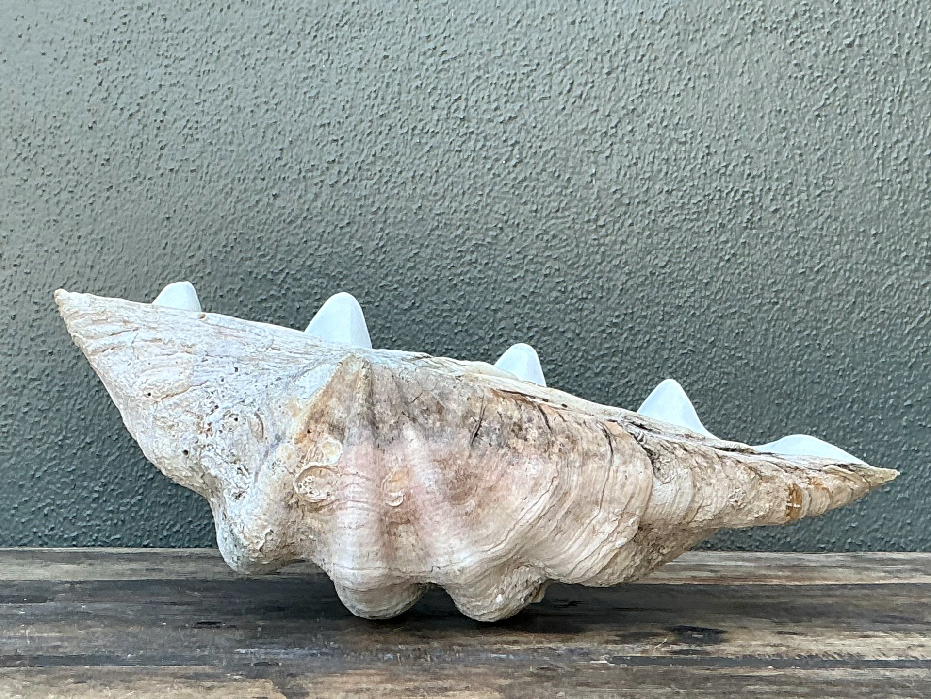 Vintage Gigas Giant Clamshell #6 - Back view