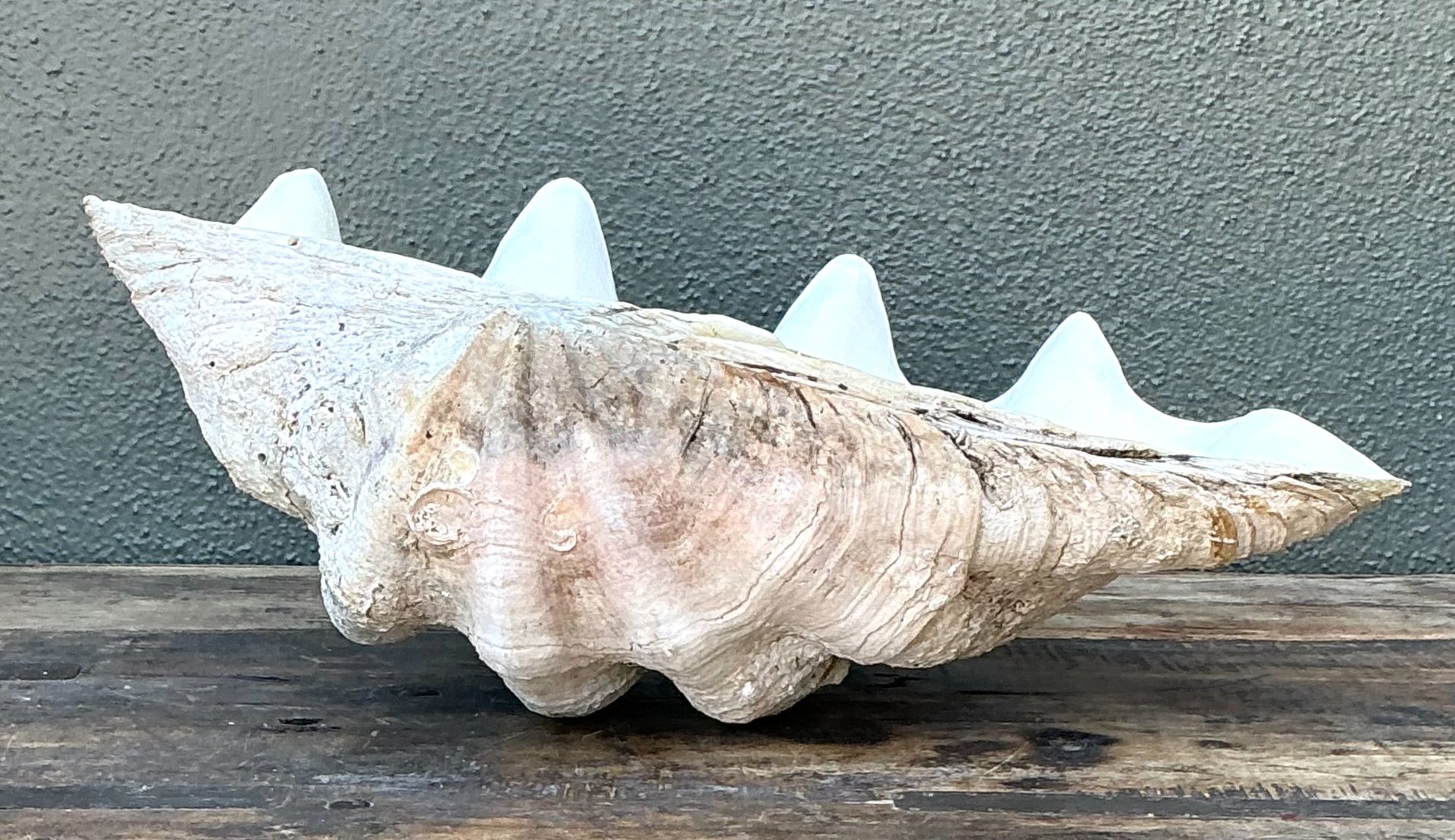 Vintage Gigas Giant Clamshell #6 - Top view