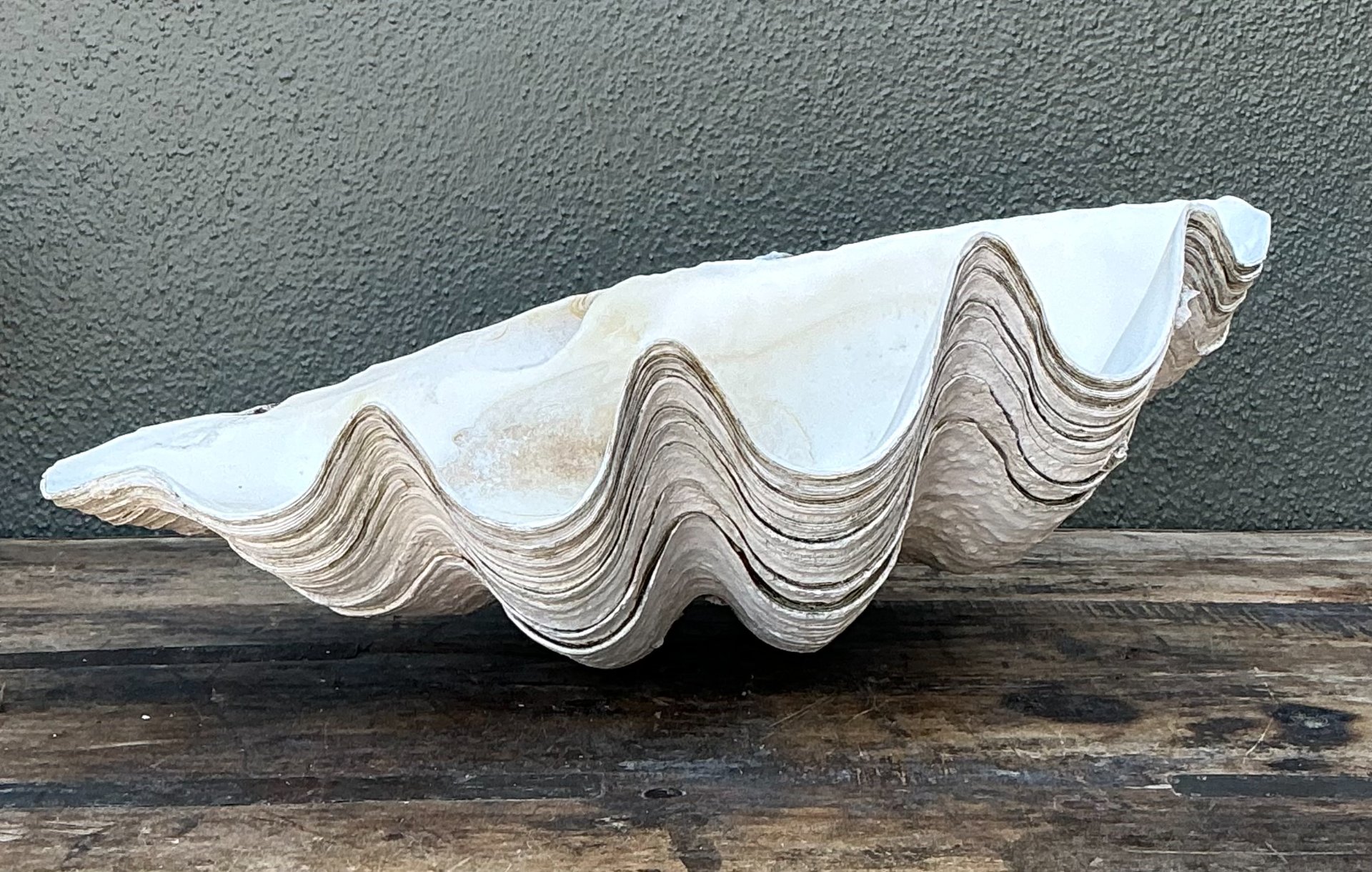 Vintage Gigas Giant Clamshell #6 - Side view