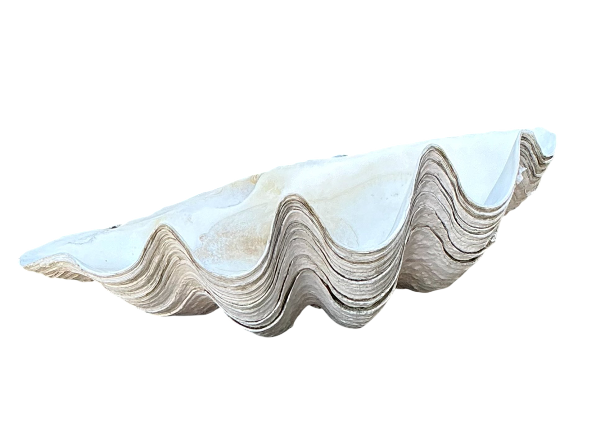 Vintage Gigas Giant Clamshell #6