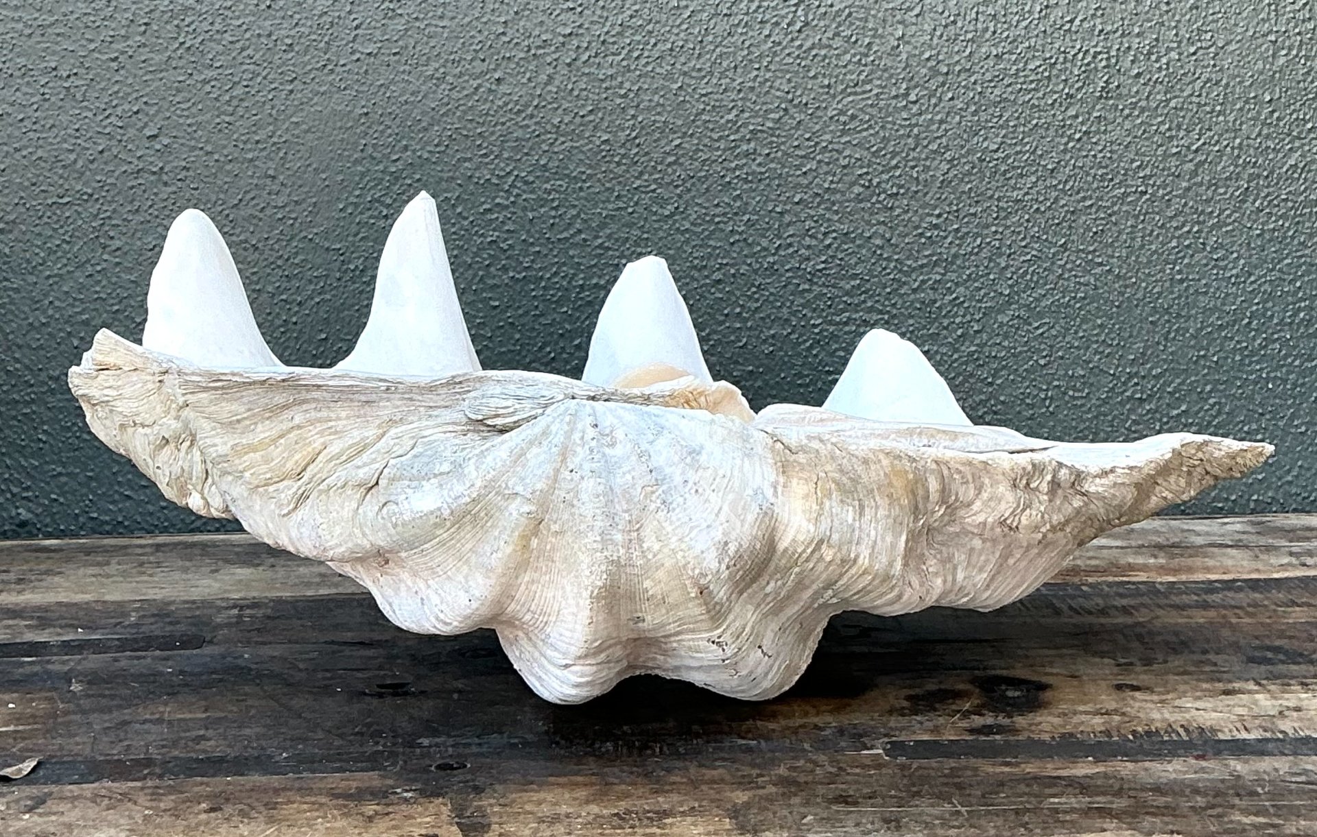 Vintage Gigas Giant Clamshell #7 - Side view