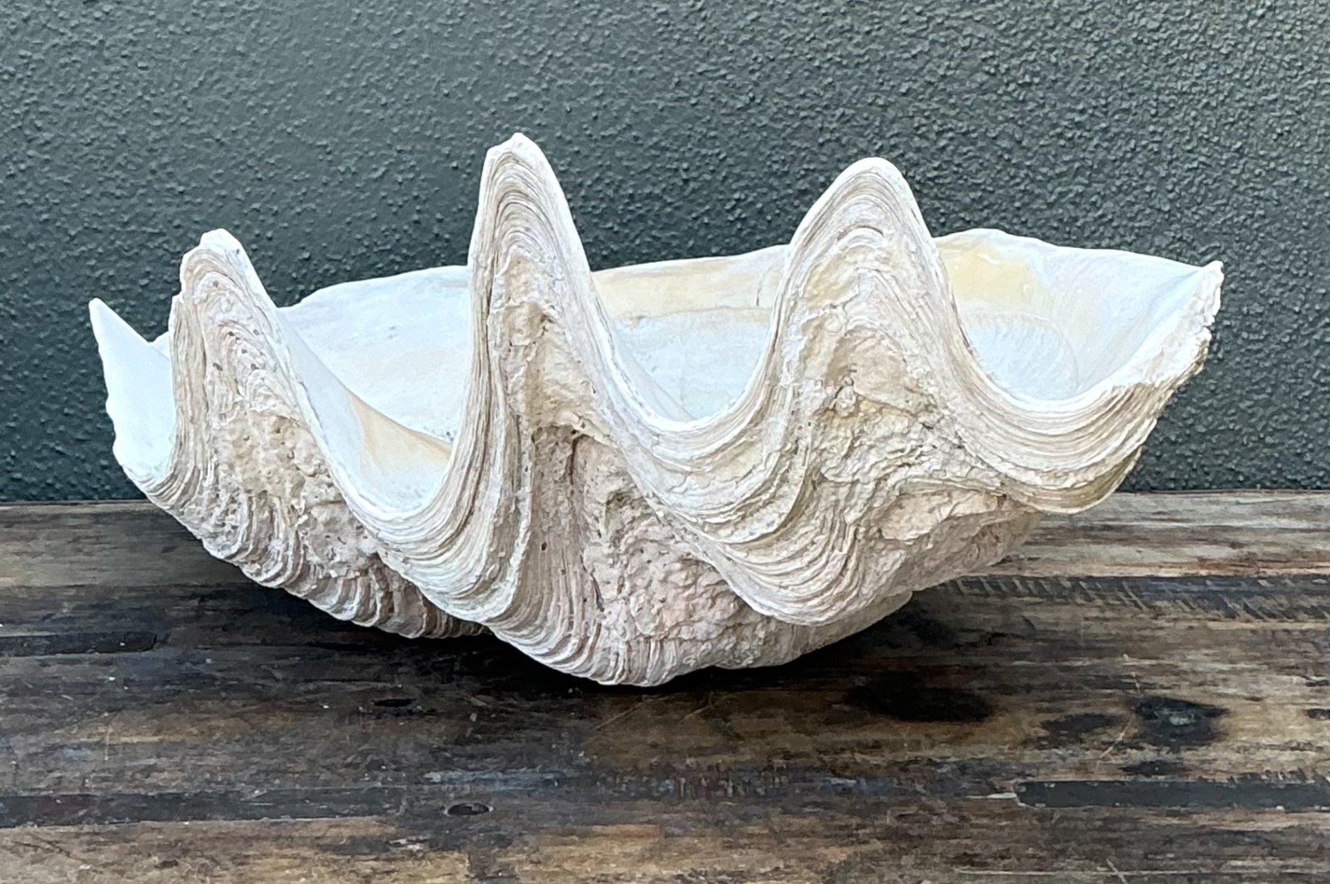 Vintage Gigas Giant Clamshell #7 - Top view