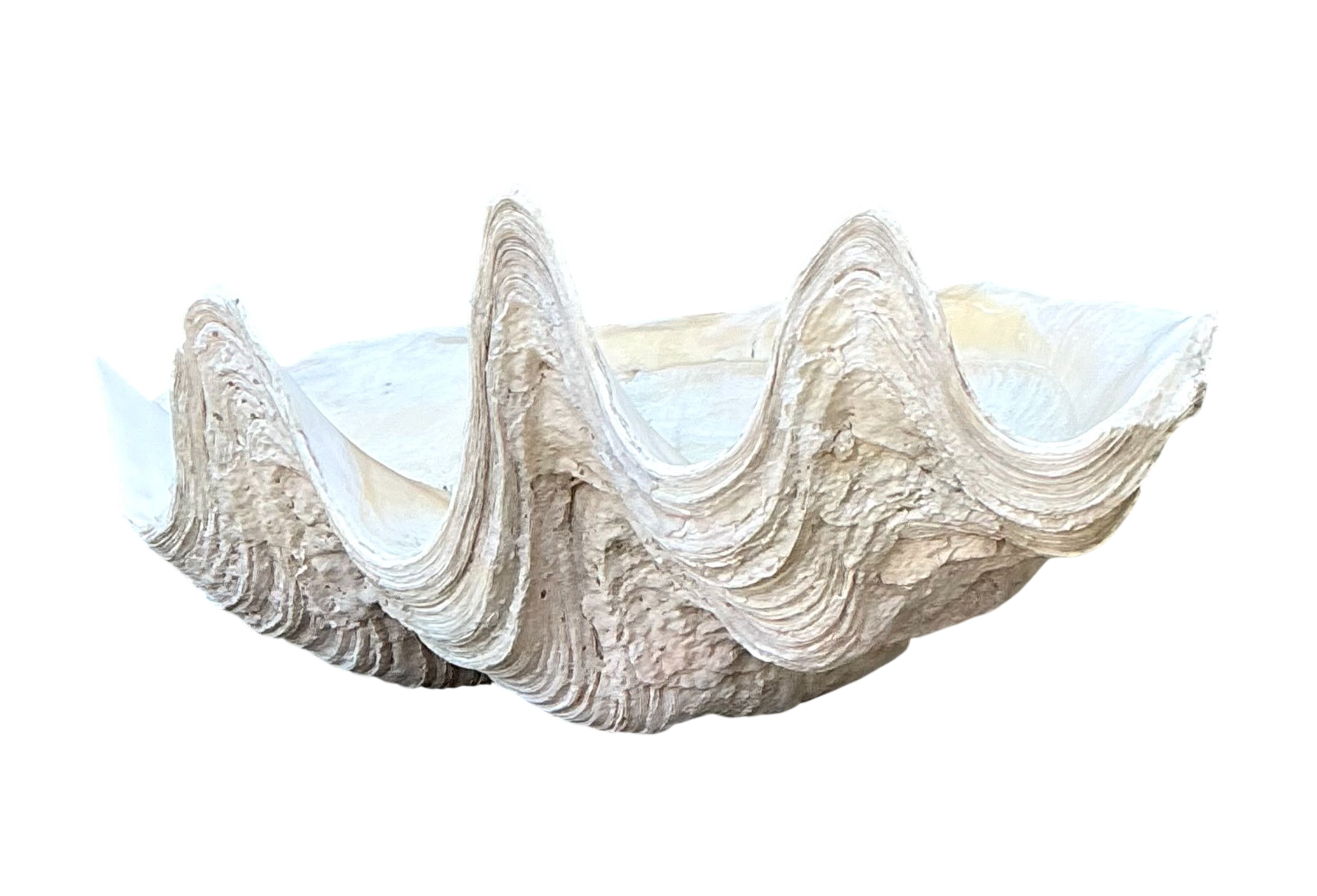 Vintage Gigas Giant Clamshell #7