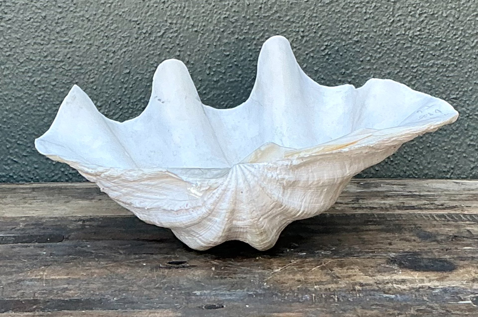 Vintage Gigas Giant Clamshell #8 - Side view
