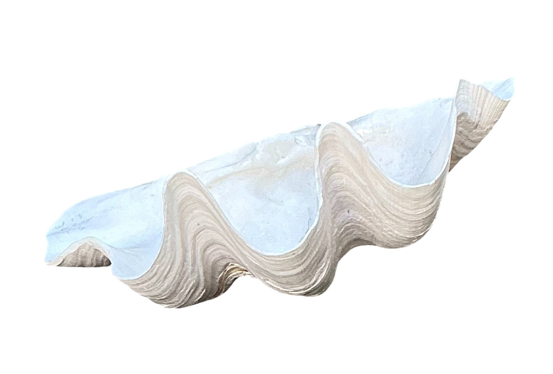 Vintage Gigas Giant Clamshell #8