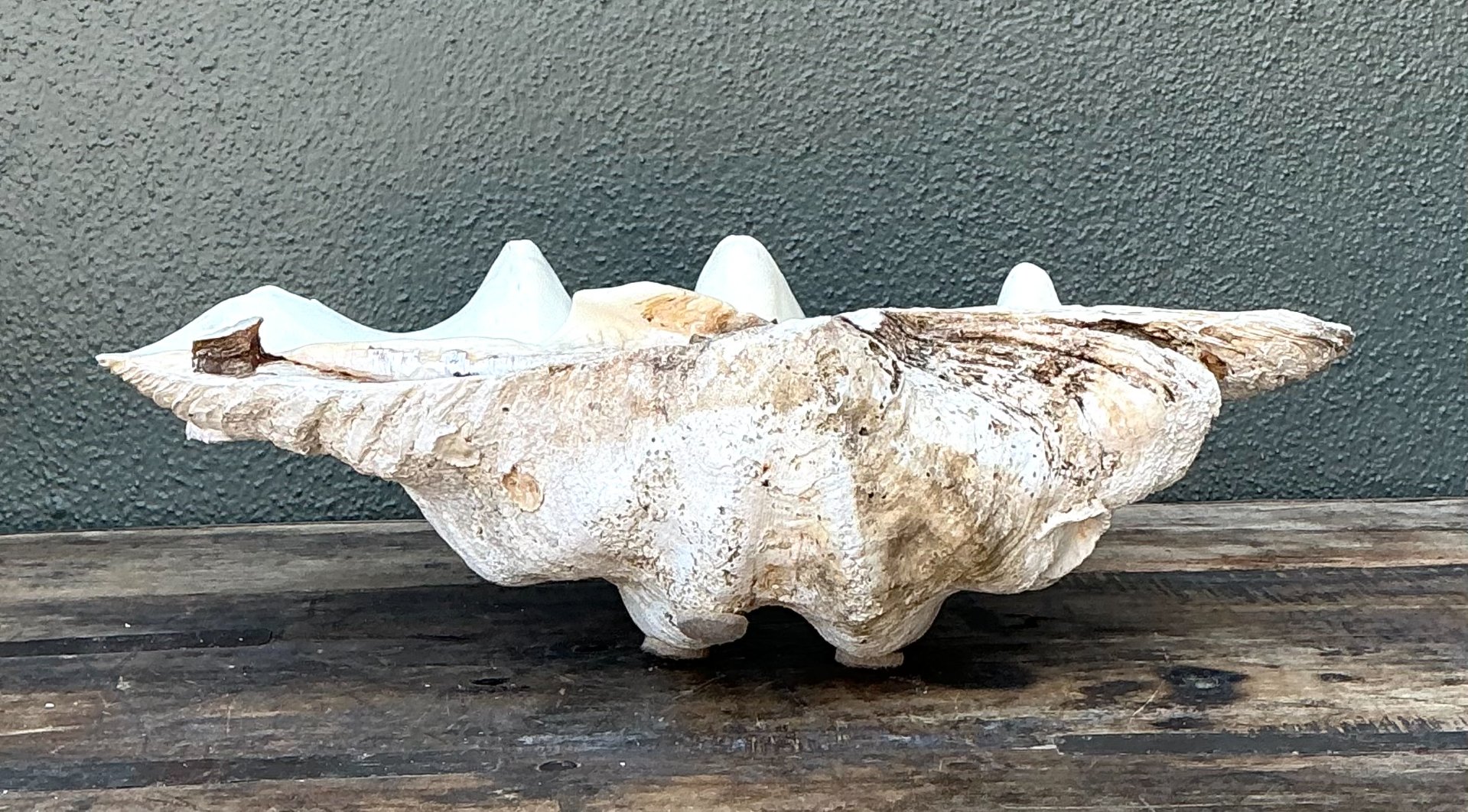 Vintage Gigas Giant Clamshell #9 - Side view