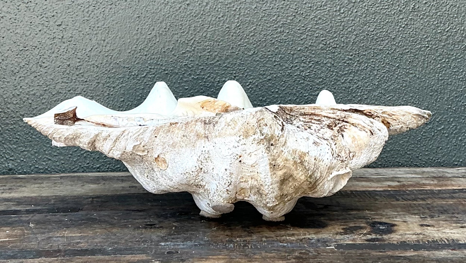 Vintage Gigas Giant Clamshell #9 - Back view