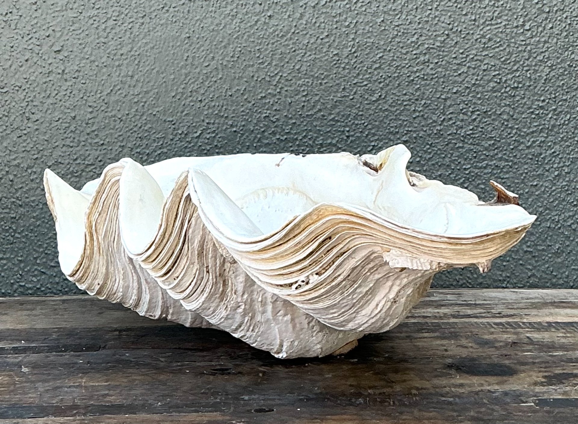 Vintage Gigas Giant Clamshell #9 - Top view