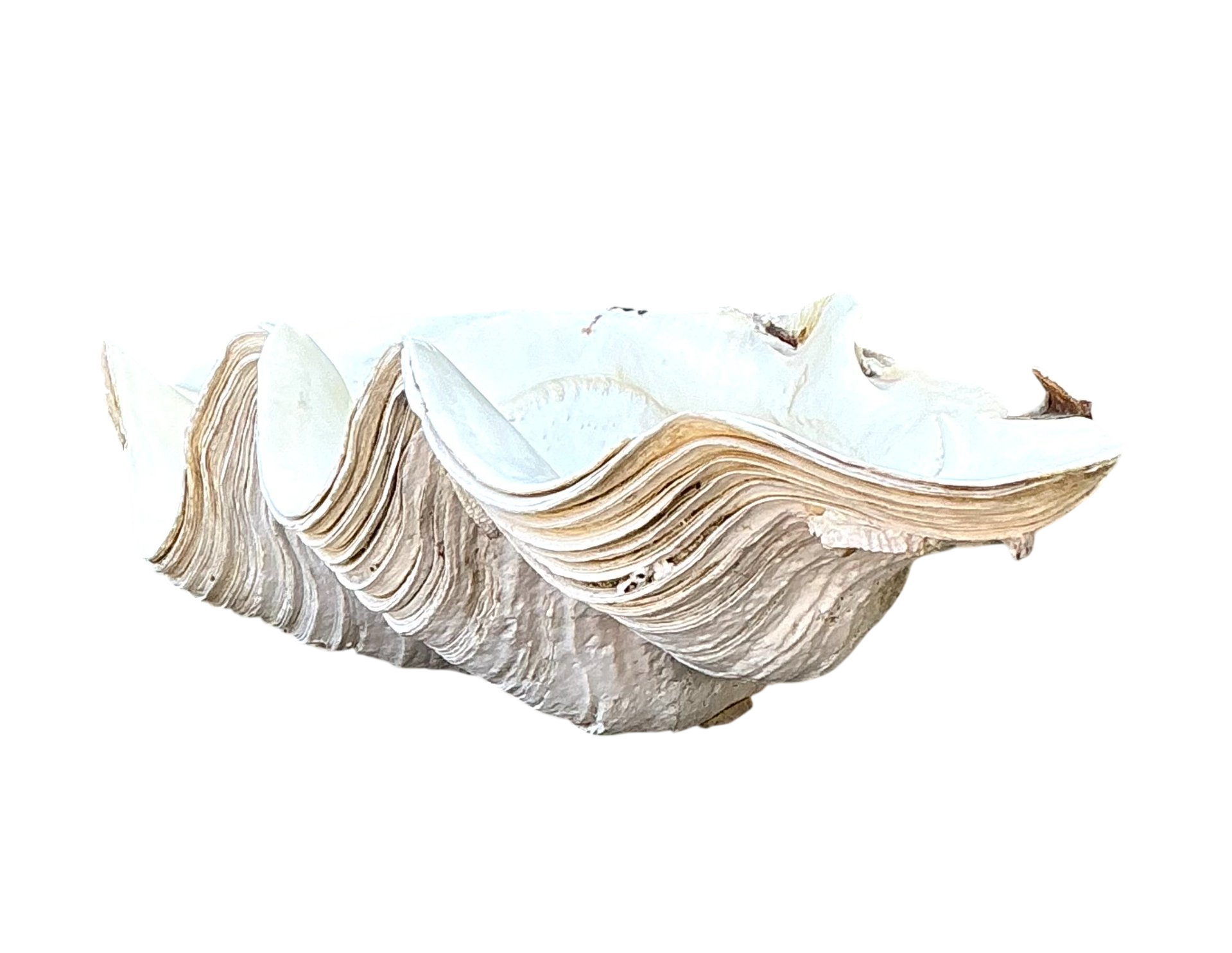 Vintage Gigas Giant Clamshell #9