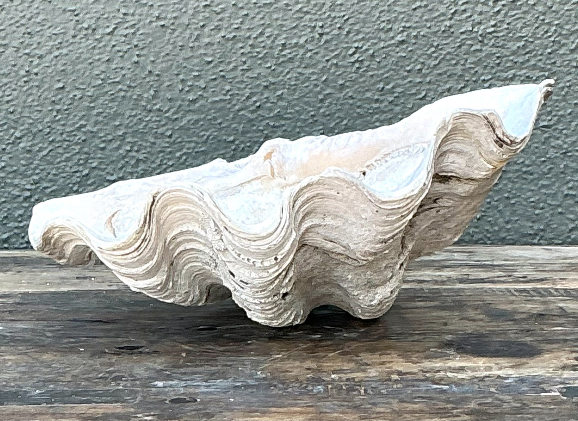 Vintage Gigas Giant Clamshell #10 - Detail view