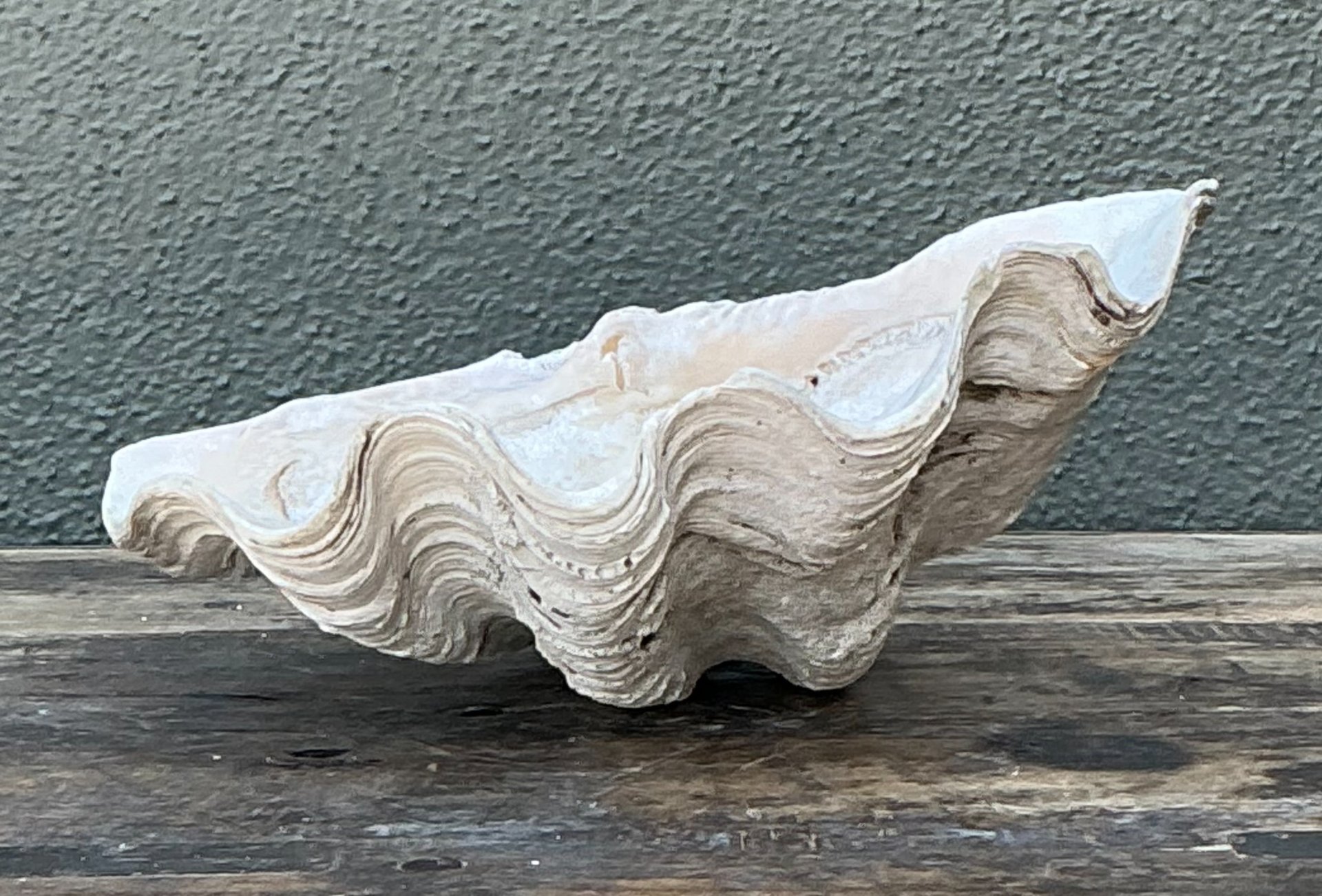 Vintage Gigas Giant Clamshell #10 - Side view