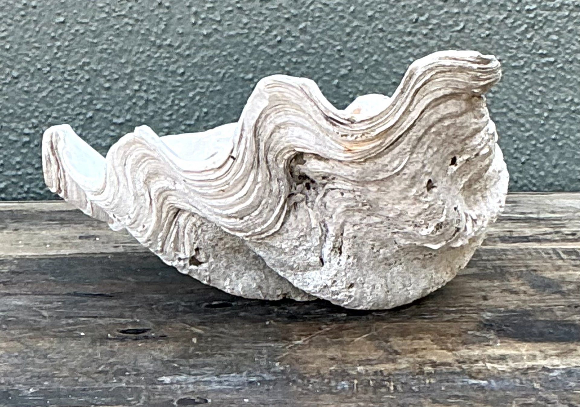 Vintage Gigas Giant Clamshell #10 - Back view
