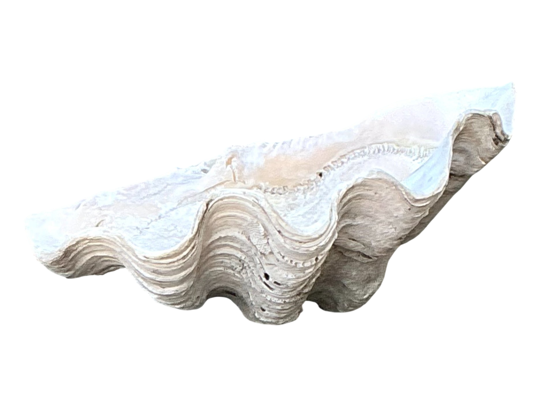 Vintage Gigas Giant Clamshell #10