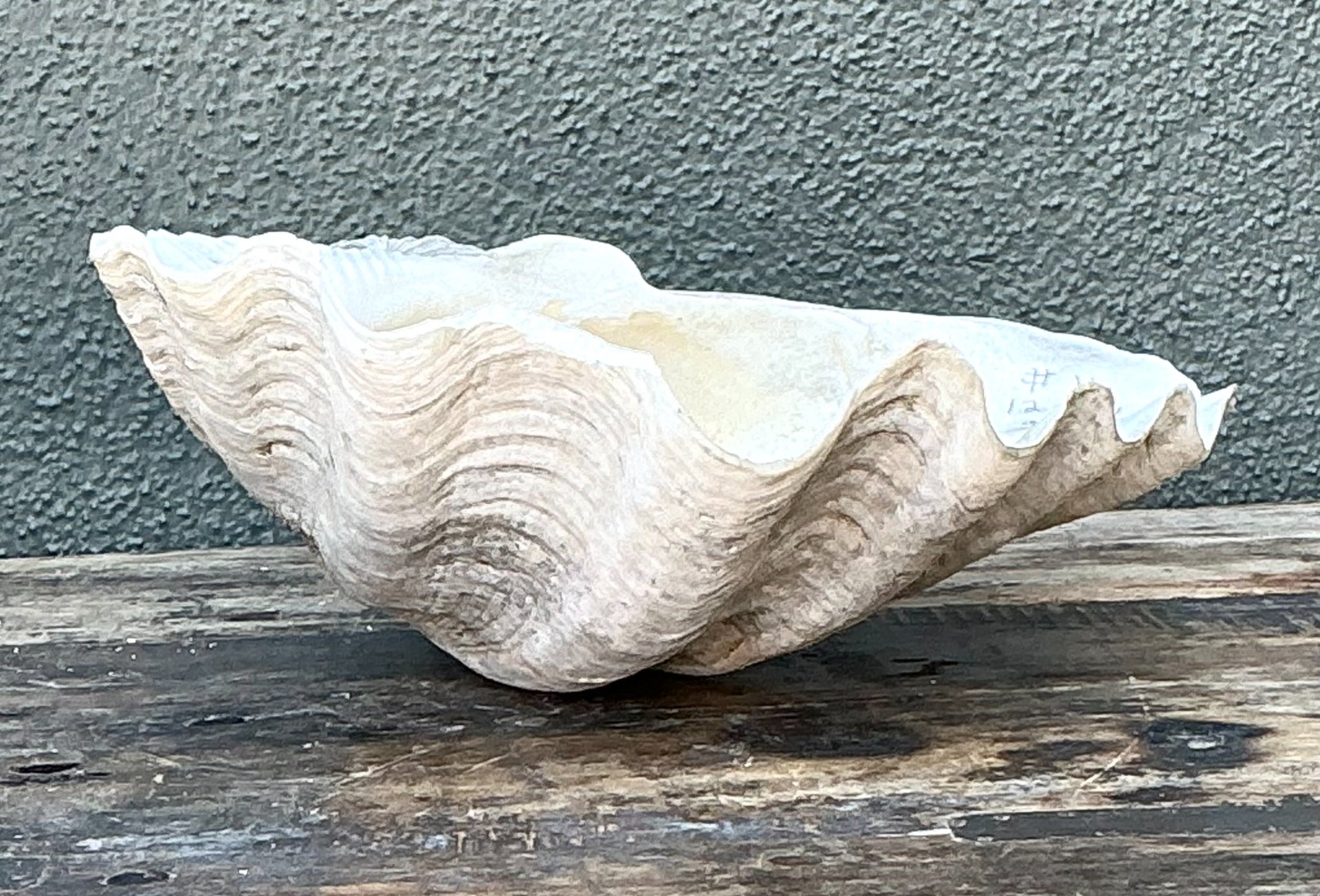 Vintage Gigas Giant Clamshell #11 - Detail view