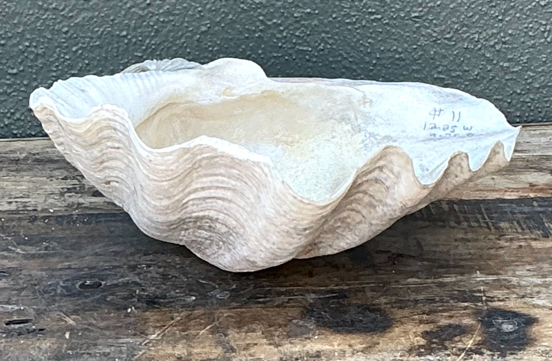 Vintage Gigas Giant Clamshell #11 - Side view