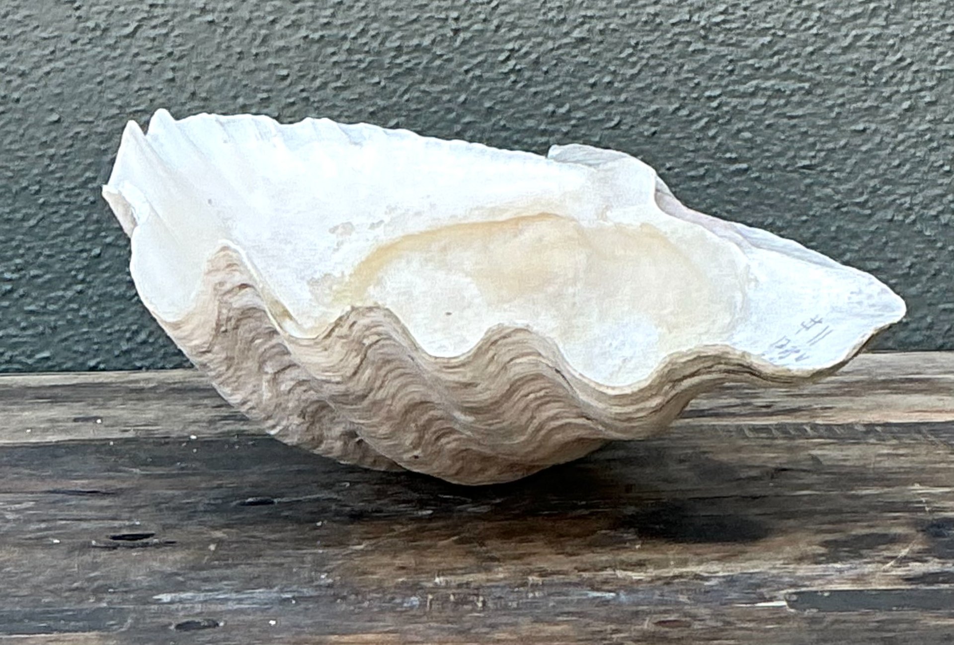 Vintage Gigas Giant Clamshell #11 - Back view