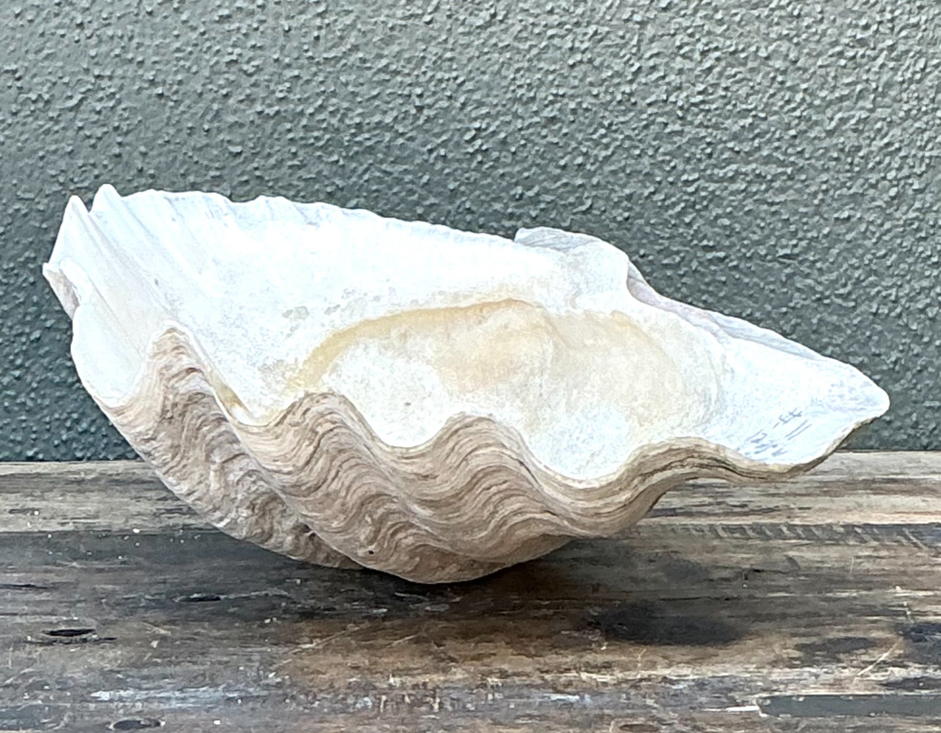 Vintage Gigas Giant Clamshell #11 - Top view