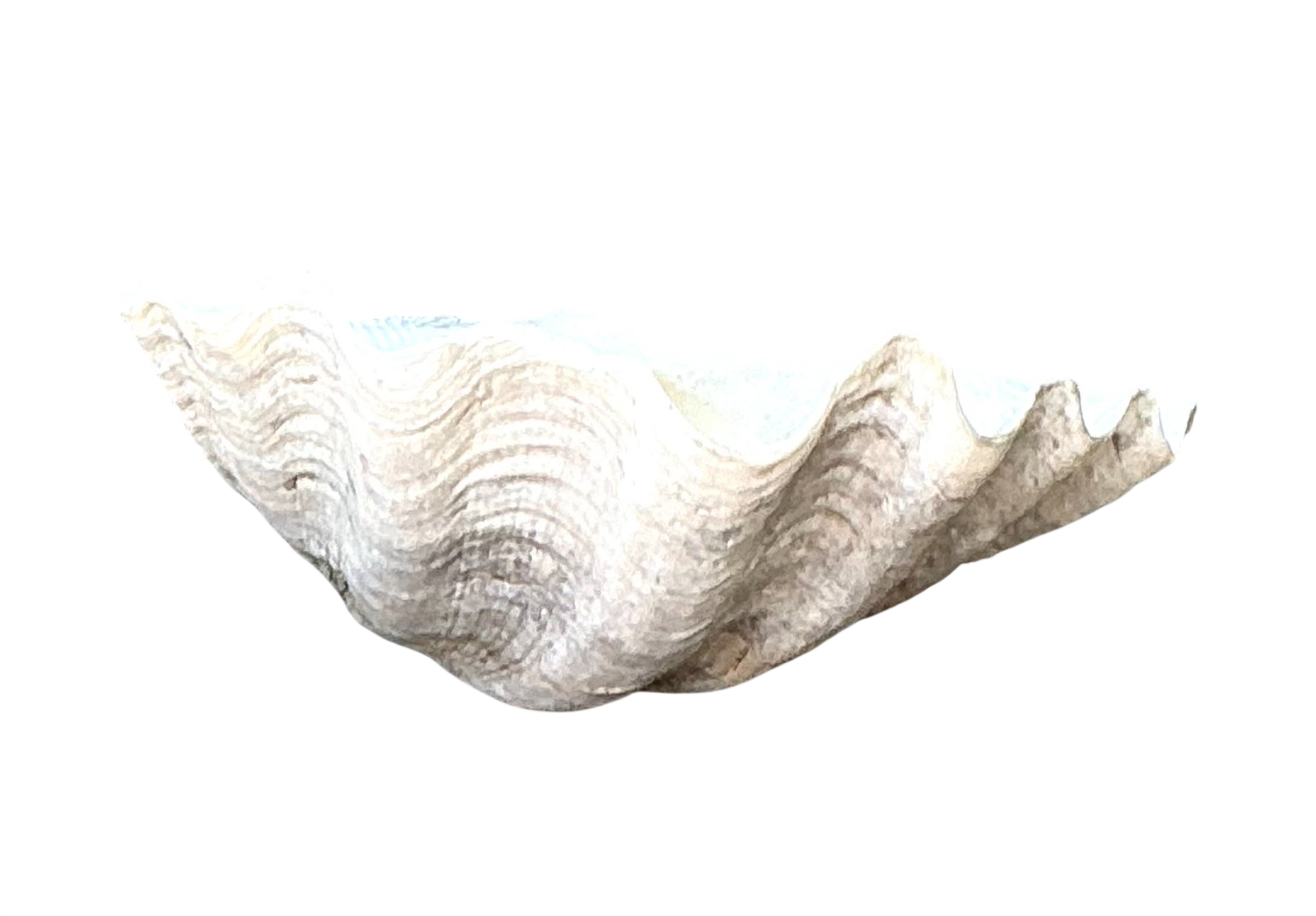 Vintage Gigas Giant Clamshell #11