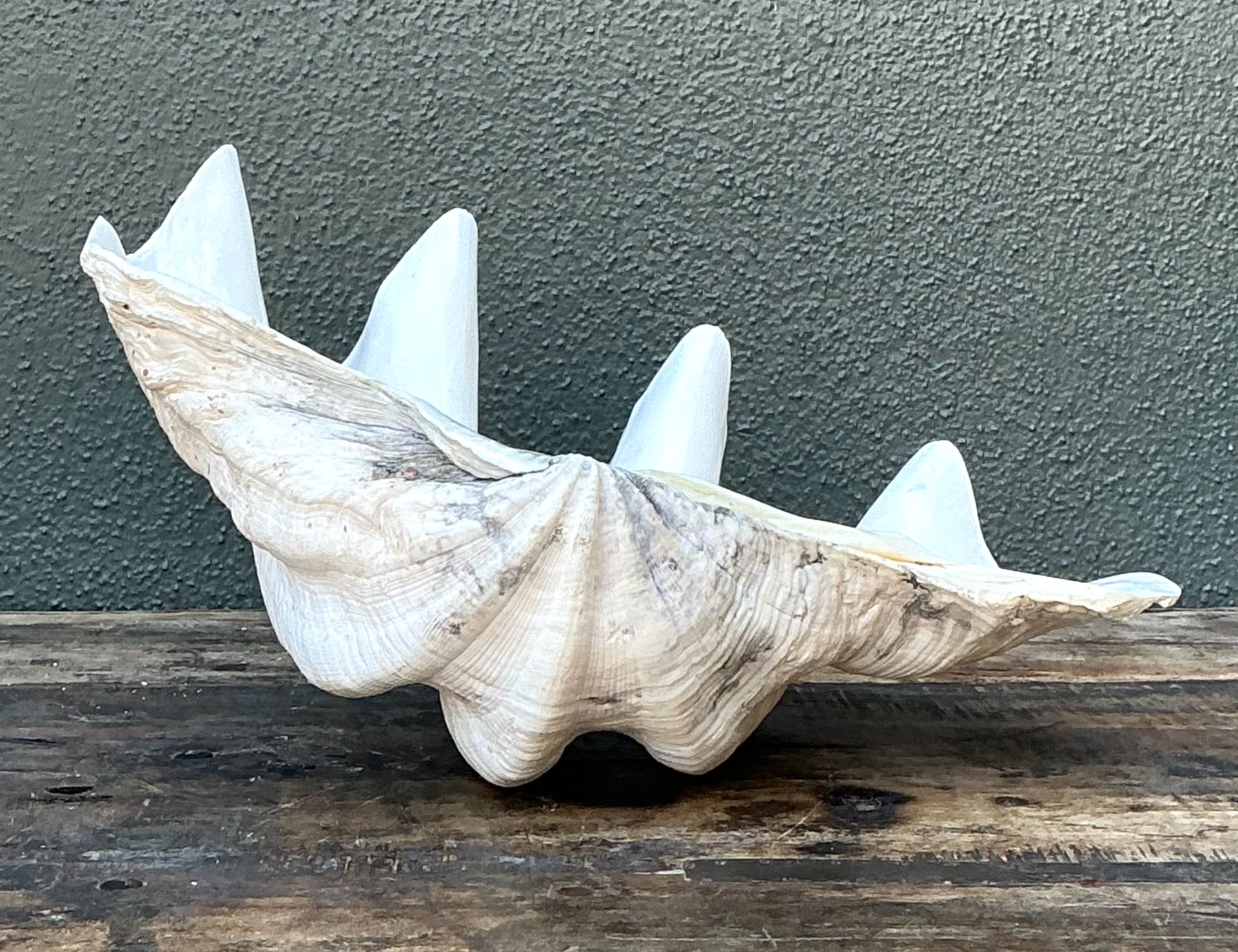 Vintage Gigas Giant Clamshell #12 - Side view