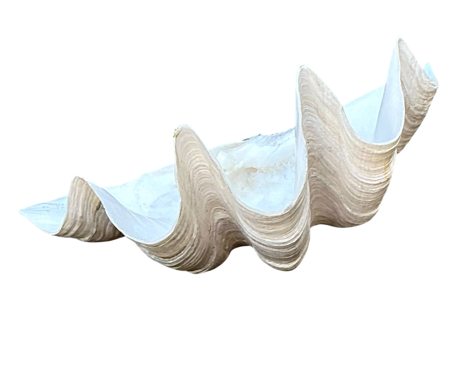 Vintage Gigas Giant Clamshell #12