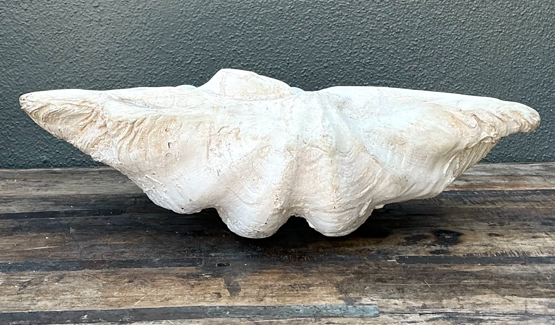 Vintage Gigas Giant Clamshell #13 - Side view