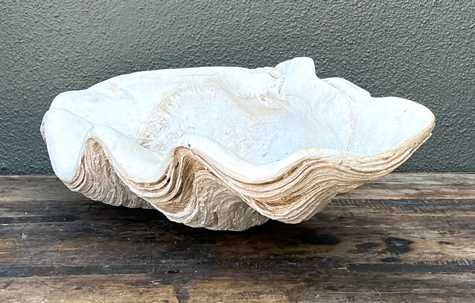 Vintage Gigas Giant Clamshell #13 - Back view