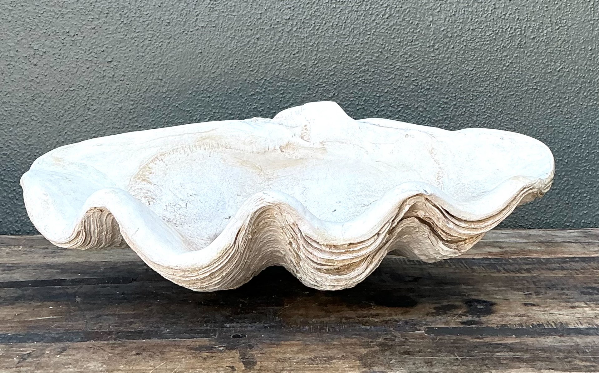 Vintage Gigas Giant Clamshell #13 - Top view