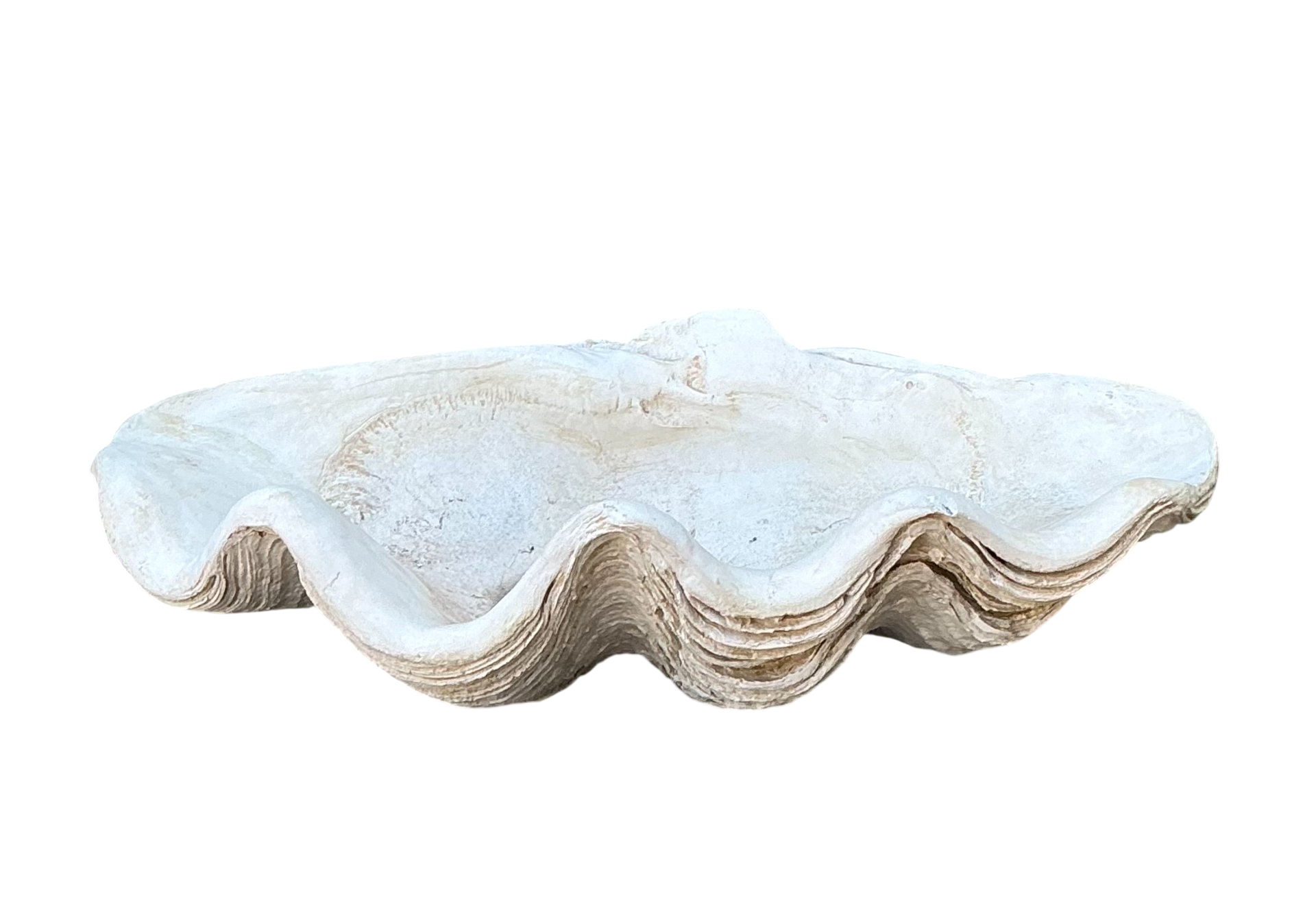 Vintage Gigas Giant Clamshell #13